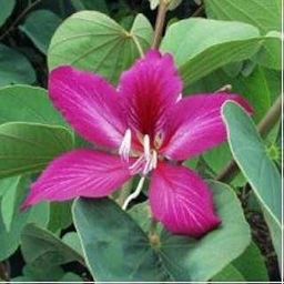 PLANTSGURU Bauhinia Blakeana Potential Bonsai Plants-image-7