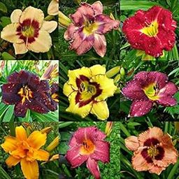 Radha Krishna Agriculture Day Lilly of The Most Beautiful Multicolor Flowers for Your Garden - Pack of 4 Bulbs-image-47