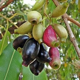 Syzygium cumini Java plum/Black Jamun Seedling Plant-picture-12