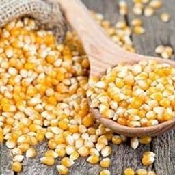 Roods Fresh Popcorn Kernels | Unpopped Popcorn Seeds | Makki | Premium | 1 KG Pack-image-11