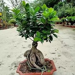 Growerstore Live China Bot Bonsai Plant, Ficus Microcarpa, Indoor Decorative Plant with Glossy Green Leaves (Pack of 1 Live Healthy Plant)-image-45