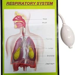 Respiratory System Using Balloon - Interactive Biology Working Model for Science Projects | Educational Tool Demonstrating Human Breathing Mechanics and Anatomy-image-34