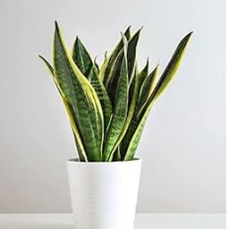 Plant (Sansevieria Hahnii) Air Purifying Indoor Plant-image-65
