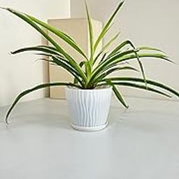 Live Spider Plant in White Pot, Indoor Decorative plant with saucer | office | Living room | Air Purifying |-image-85