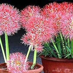 Football Lily Live Plants for Home Garden Pack of 2 Bulbs By Zabbus-image-23