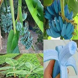 Blue Java Banana/Ice Cream banana/Hawaiian banana, Original Variety, Very Sweet Fruit Healthy Live Plant,Pack of 1.-image-35
