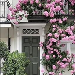 Pink Color Climbing Rose Flower Seeds For Gardening (Pack Of 100 Seeds)-image-71