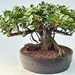 AVIKGARDEN Lucky Banyan Plant, Malayan Laurel Ficus, Curtain Fig Tree, Banyan Indian, Bonsai Marri, Baniyana baragad, Paniyan Banyan, Ficus Long, Island Mini, Chaina Bot, Banyan, Old Bonsai Plant-image-60