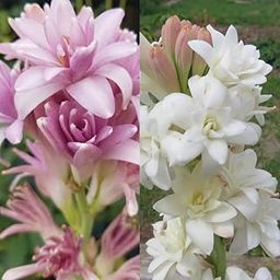 Tube rose flower bulbs || Bulbs for Tube rose flower,100% germination Bulbs Pack of 10-image-40