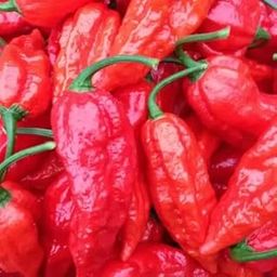 Ovule Bhut Jolokia Chili Pepper | Chilli Seeds | Seeds Tested And Packed For Terrace and Home Gardening (Chilli) (200 Per Packet)-image-30