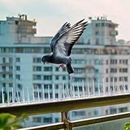 SPIKESTORE Pack of 10 Bird Spike with Double Tape Control Pigeon Polycarbonate Deter Pigeons, Seagulls and Birds Transparent-10