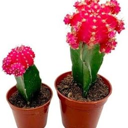 GreenWorld Special & Rare Red Moon Cactus Live Plant (Pack Of 1,With Pot) Air Purifier Healthy Indoor Live Houses & Office table lucky Natural Plant-image-59