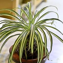 Green view®"Kokedama Spider/Spider" Air Purifier hybrid - 1 Healthy Live Easy to Grow Real Indoor Plant for Home, Living Room, Kitchen,' 1.5-2 Ft Height in Nursery Grow Bag for Home Garden-image-58