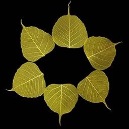 Gachwala Natural Yellow Skeleton Leaves Pack of 25 – Decorative Dry Leaf Veins for Craft Décor, Card Making, Invitations, Gift Tags, DIY Projects, Leaf Art & Decoration-image-12