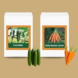 Valar Cucumber and Orange Carrot Seeds | Open Pollinated Non-GMO Seeds | Home Gardening, Balcony Farming-picture-16