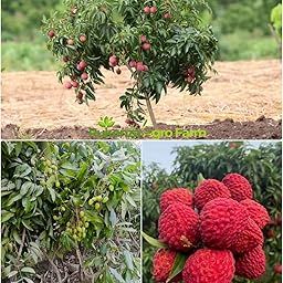 Rukonza Muzaffarpur Shahi Litchi Hybrid Plant - Dwarf Air Layered All Season Sweet Topical Rare Lychee 1 Live Tree, Height 2-3 feet, Fruit After 1-2 Years-image-59
