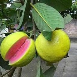 Java Plum Black Jamun Plant - Tropical Fruit Tree for Home Gardens-image-13
