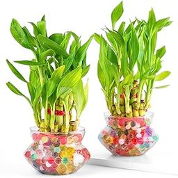 Nurturing Green® Combo of 2 Lucky Bamboo Plants in Glass Pot (4 Inch) | 2-Layer Bamboo | Indoor Table Top Plant for Living Room, Office Desk, and Home Décor-2