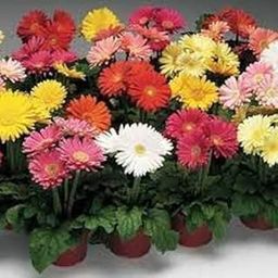 Beautifull Gerbera Flower Mixed Flower seeds for Home Gardening pack of 10 seeds-image-9