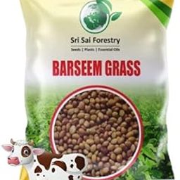 SRI SAI FORESTRY Berseem Grass Seeds for Goat - 1KG - Barseem Seed for Cattle India-image-22