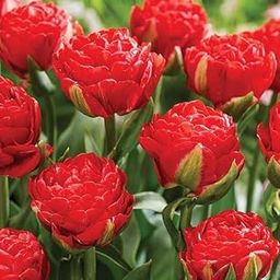 Mphmi Seedless Plant Flower Bulbs Plants Tulip Pamplona (Red) - Bulbs-image-28