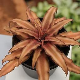 Amulya Farms Live Earth Star Indoor Air Purifying Plant with Pot for Home | Easy to Care Houseplant | Indoor Plants with Pots for Living Room & Home Decor | (pack of 1)-image-3
