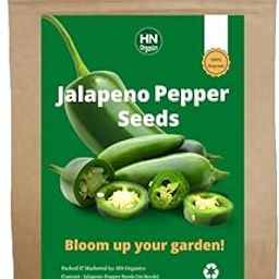 HN Organics Jallapeno Pepper Seedsm| Vegetables | Herbs | Fruits | Flowers Seeds Collection for Home Kitchen Garden (Jalapeno Chilli)-image-23