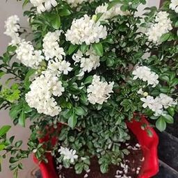 Live Madhu Kamini Flower Highly Fragrant Flower Plant & Tree | Murraya Paniculata Flower Plant-image-27