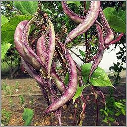 Lablab purpureus (Hyacinth/Dolichos Bean/Avarai) Traditional Seeds (Pack of 20 Seeds)- GardenHunt-25