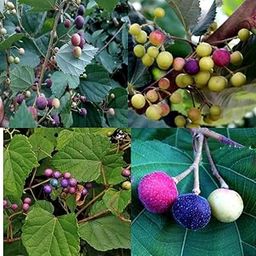 Falsa grafted live plant, Falsa fruit Dwarf Grewia asiatica Sherbet berry grafted plant 1 live plant-image-58