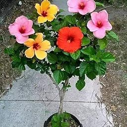 Floryzen Live Hibiscus Plant - Tropical Flowering Shrub With Big Colorful Blooms For Home Garden or Balcony (Multicolour)-image-13