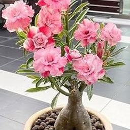 Rosy Adenium/Desert Rose Flower Live Plant Indoor Bonsai (Desert Rose) (1 Live Bonsai Plant) Without pot:..-image-56