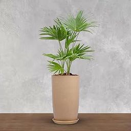 BonKaso Emerald Tower Planter Indoor/Outdoor - 18 Inch Tall Plastic Tower Pot, Durable, Lightweight Planter for Home Office Garden Balcony Plant gamla/gamale Beige Marble-16
