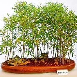 Chinese bamboo plant 1 live bush-image-96