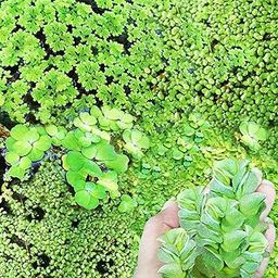 Mixed Water Plants Live Aquatic Plants | Water Lettuce, Duckweed, Watermoss| Floating Plants for Aquarium, Ponds, and Fish Tanks | Live Plants for Natural Aquatic Filtration (50gm)-10