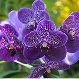 Colourful Orchid Plant, Assorted Colours (pack of 3 with pot) A_9-image-83