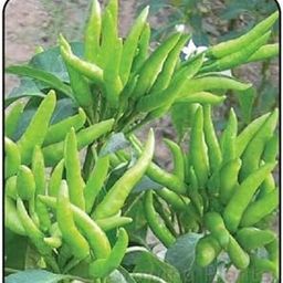 Growing Plants Live Chilli Hybrid Bengali Surajmukhi Chilli Plant Green Chilli Vegetable Plant With Pot-image-14