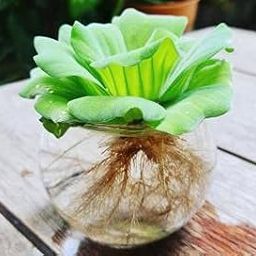 MITU Water Lettuce Live Plant | Water Cabbage Plant for Pond, Aquarium | Pack Off 5| Floating Plant-image-43
