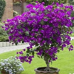 Gurveplantationi Great Climbing Bougainvillea Live English Variety Lesser Trinitaria Purple Color Santa Rita Paper Flower Bugambilia Plant Veranera Granada Kaguava with Pot (Pack of 1)-image-81
