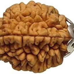 2 Mukhi/Faced Indian Rudraksha with Silver Pandant | Natural & Certified | Astrological Two Mukhi/Faced Rudraksha | Positive Effect | Unisex Both for Men & Women-picture-21