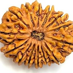 14 Mukhi Rudraksha Original Nepal Chaudah Mukhi Rudraksha Pure 14 Face Rudrakshab IGL Certificate चौदह मुखी रुद्राक्ष Fourteen Mukhi Rudraksha Brown Bead For Locket-picture-26