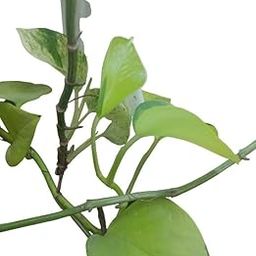 Money plant-image-24