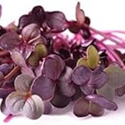 AllThatGrows Purple Radish Sango Microgreens Non-GMO Seeds -100 g-image-47