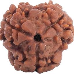 Nepal Origin 3 Mukhi Rudraksha | Ignite Self-Transformation & Confidence | Emotional Healing, Mental Clarity & Strength | Sacred Rudraksha Bead for Women & Men-image-6