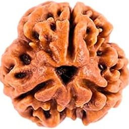 SHIVALOKA 3 Mukhi Rudraksha Original Certified Nepal Origin Brown Bead 15 mm Size (Three Face) for Men and Women (with Laboratory Report)-picture-19