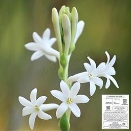 Udanta Seeds DL Tuberose Bulbs - Polianthes Rajnigandha Fragrance Flower Bulbs Collections For Home Gardening Multi Qty Pack (2 Bulbs, Single)-image-94
