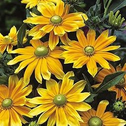 M-Tech Gardens Rare Rudbeckia " Prairie Sun " Exotic 30 Seeds for Growing-image-83