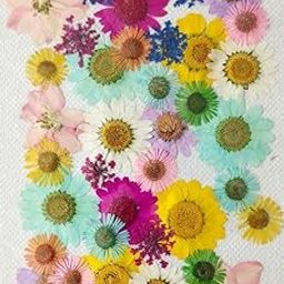 36 in 1 Dried Pressed Flowers for Art Craft Mixed Soap, Candle, Scrapbook, DIY, Resin Tray Jewellery, Pendant (Mix Colors)-image-29