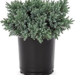 Juniper Live Indoor Plant | Bonsai live plants for indoors | Juniper plants (pack of 1)-image-68
