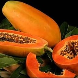 F1 Hybrid red lady papaya seeds/papaya seeds 48-image-64
